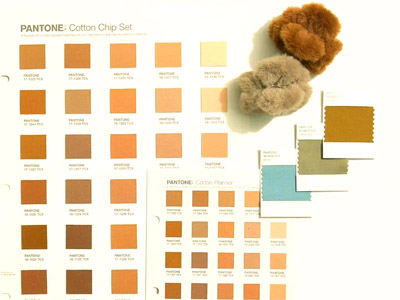 Pantone Explained: Guide to Color Matching and Color of the Year